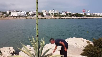 Boyu 25 günde 4 metreyi aştı: 50 yıl sonra büyüyen sabır çiçeğini gören şaştı