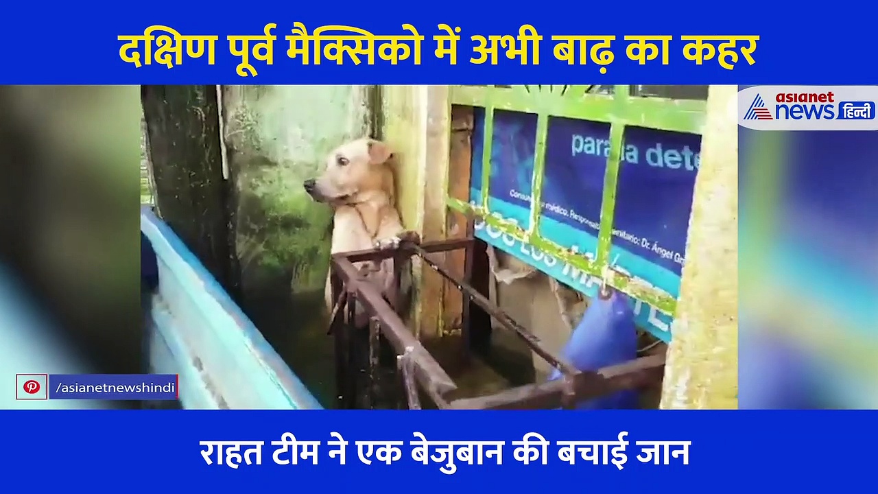 बाढ़ में डरा-सहमा कुत्ता पानी में खड़े होकर कर रहा था मौत का इंतजार, मदद वाला हाथ देख रो पड़ा बेजुबान