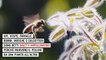 Cinque azioni che possiamo fare per aiutare le api