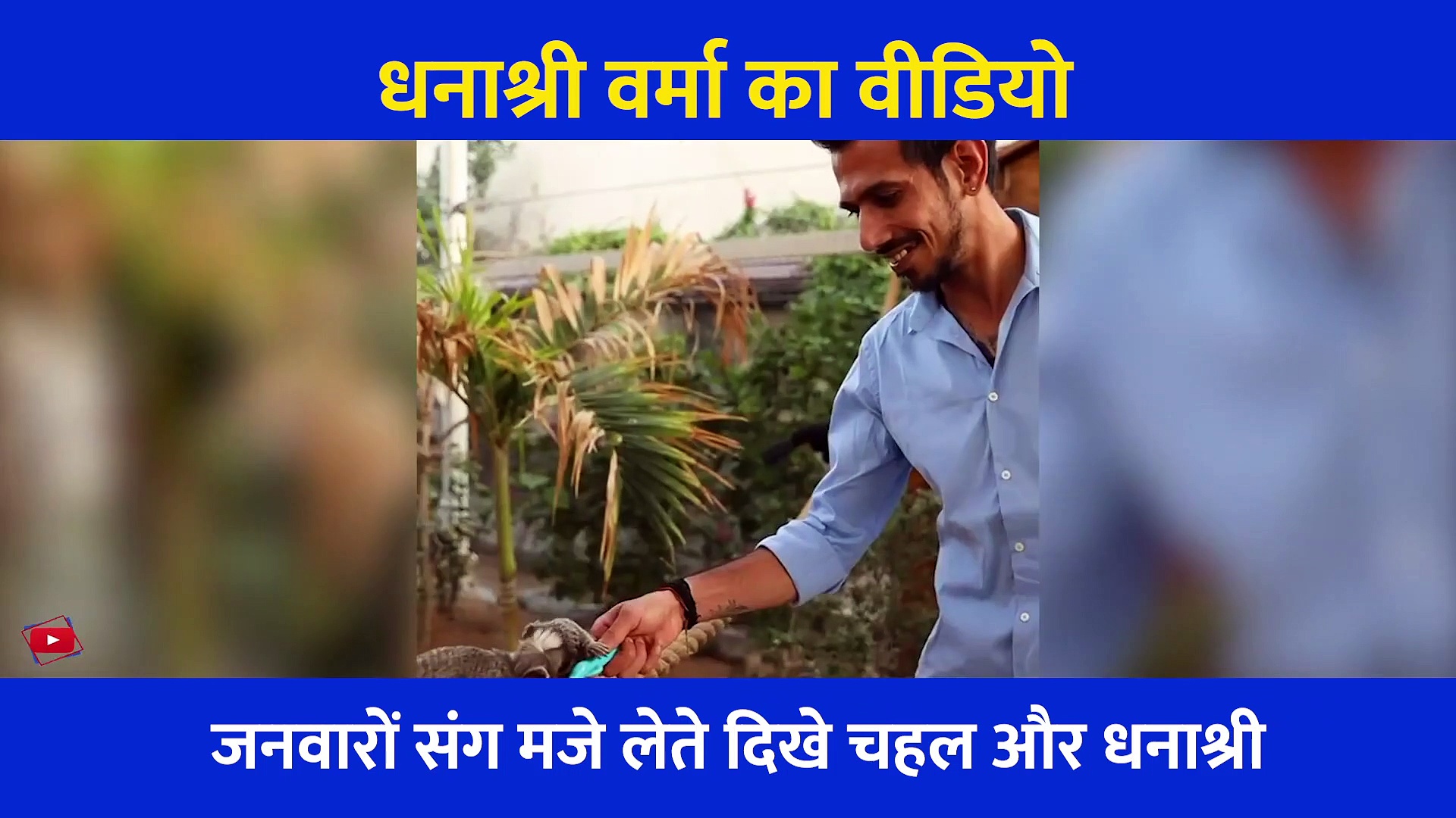 हनीमून पर शेर, चीता और जिराफ संग उछल कूद और मस्ती करते दिखे चलह और धनाश्री, वायरल हो रहा वीडियो