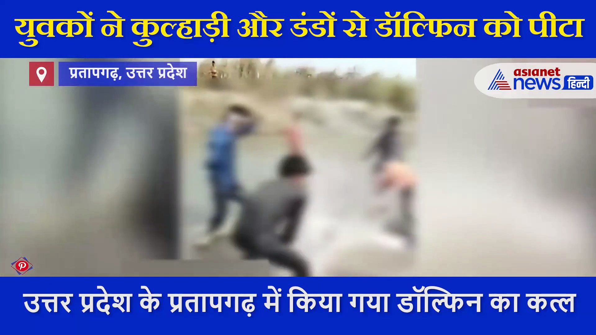 एक डॉल्फिन को मौत की नींद सुलाने इंसान ने की सारी हदें पार, हैवानियत का वीडियो आया सामने