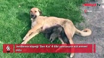 Jandarma köpeği ‘Sarı Kız’ 4 tilki yavrusuna süt annesi oldu