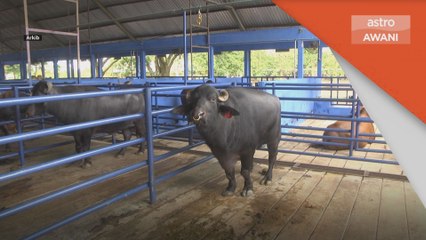 Aidiladha | Kerajaan benar import 12,000 lembu dari Thailand