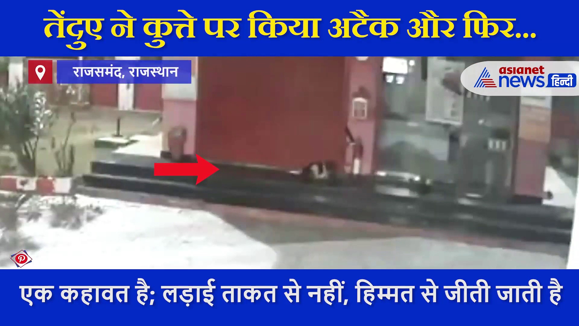 तेंदुए ने कुत्ते पर हमला किया, लेकिन इस मुकाबले में हुआ कुछ ऐसा कि  दुम दबाकर भागा तेंदुआ