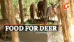 Heat Wave: Special Arrangements For Deer In Jammu & Kashmir’s Tanday Park