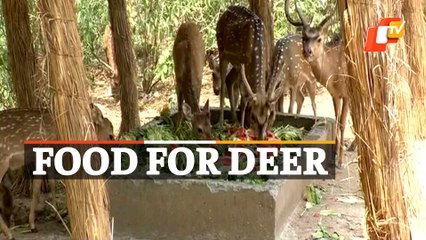 Heat Wave: Special Arrangements For Deer In Jammu & Kashmir’s Tanday Park