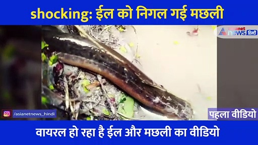 shocking: पानी से निकल मछली ने किया विशालकाय ईल का शिकार... फिर जो हुआ, देखें वीडियो