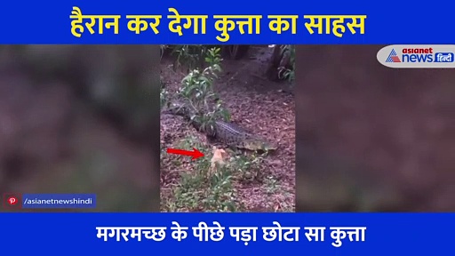 कुत्ते के पिल्ले ने बड़े से मगरमच्छ से लिया पंगा, फिर जो हुआ... हैरान कर देगा वीडियो