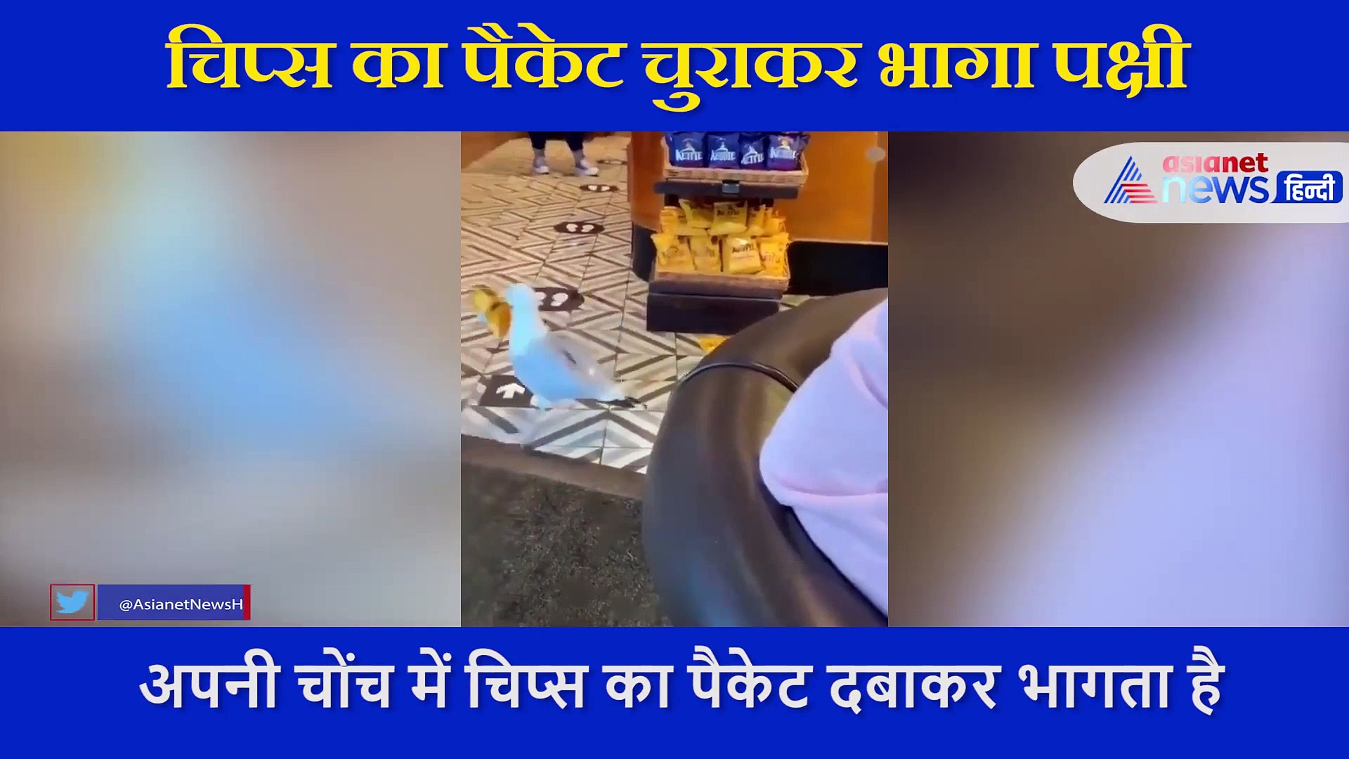 नहीं देखा होगा ऐसा क्यूट चोर,चुपके से चिप्स का पैकेट चुराकर भागी चिड़िया