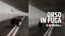 Orso in fuga in galleria, il video  dell’incontro con l’automobilista tra  Arquata del Tronto e Norcia è virale