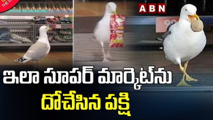 ఇలా సూపర్ మార్కెట్ ను దోచేసిన పక్షి || ABN Digital Exclusives