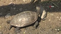 Yalova'da yaşamları tehlikeye giren 325 su kaplumbağası gölete taşındı