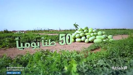 مزارع الحبحب في القصيم.. قصة نجاح سعودية عمرها 30 عامًا