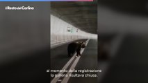 Orso in galleria fra Arquata del Tronto e Norcia, il video della fuga fa impazzire i social