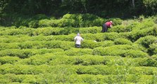 Rize’de ‘çay göçü’ ile nüfus 4’e katlandı