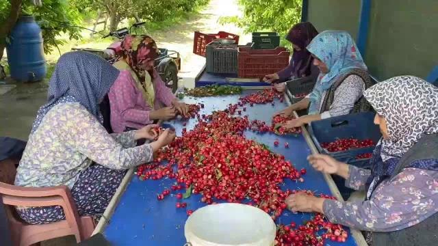 Hasada Başlayan Manisalı Kiraz Üreticisi Dertli: Maliyeti 22 Lira, Pazarda 15 Lira. Böyle Giderse Ağaçta Bırakacağım