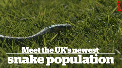 On the trail of the snake invaders breeding in North Wales