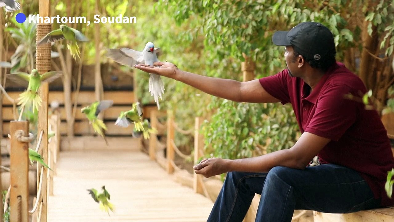 A Khartoum, un sanctuaire végétal accueille des oiseaux exotiques