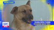 Rescatan a un perrito que se encontraba en narcotúnel en Tijuana