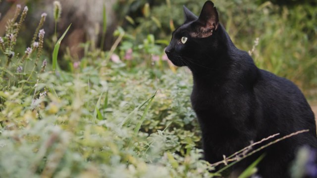 A-t-on le droit de nourrir les chats errants ?