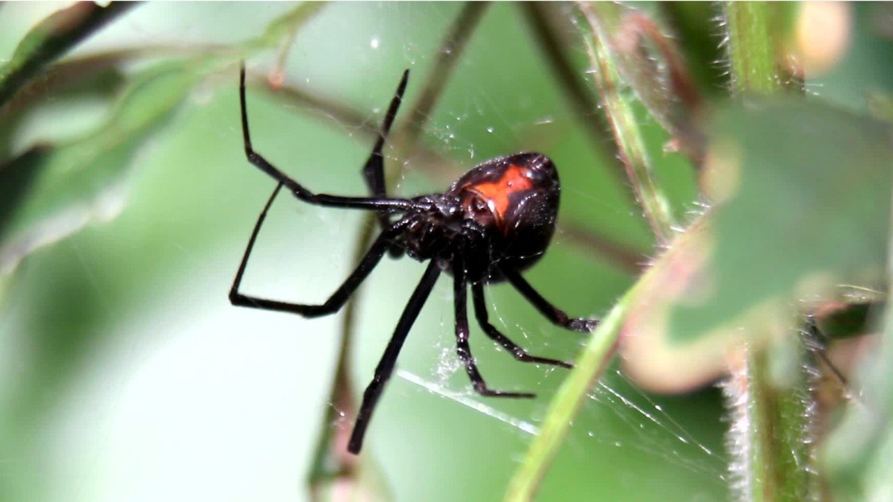 Les insectes les plus dangereux