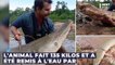 Animaux : Il pêche un brochet-crocodile monstrueux de 135 kilos