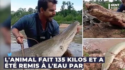 Animaux : Il pêche un brochet-crocodile monstrueux de 135 kilos