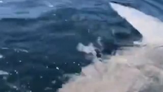 Fisherman Gets Amazing View of Giant Sunfish