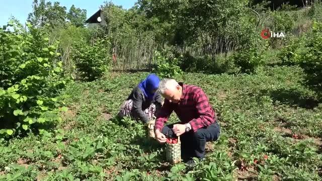 Aromasıyla sofraları süsleyen Osmanlı çileğinde hasat başladı