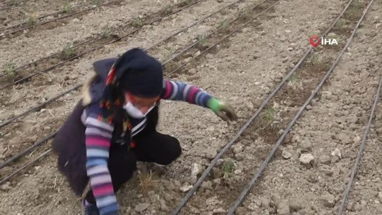 8 milyon domates fidesi toprakla buluşuyor