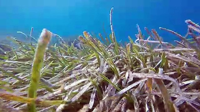 Environnement: des ancrages écologiques pour préserver la posidonie, poumon de la Méditerranée