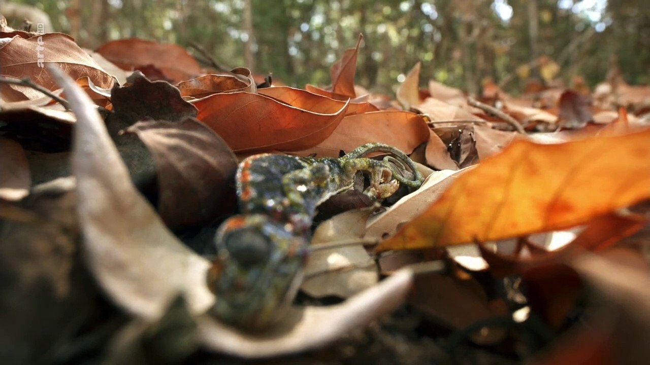 Unbekanntes Madagaskar Staffel 1 Folge 2 HD Deutsch