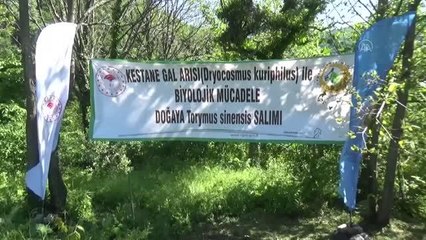 ZONGULDAK - Kestaneye zarar veren gal arısıyla mücadele eden böcekler doğaya salındı