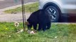 Black Bear Cub Steals Bird Feed