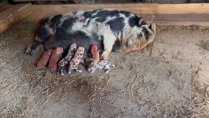 Piglets Get Pushy When It's Time to Eat