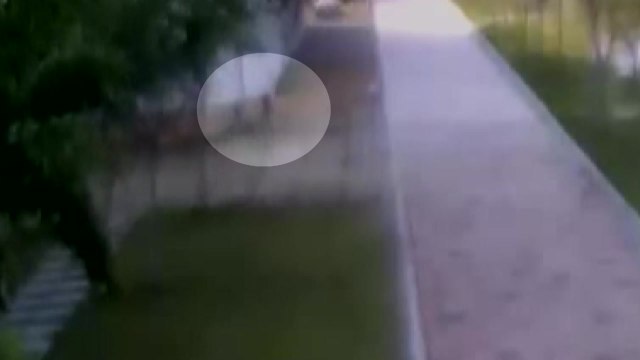 태안 아파트 단지에서 7살 아이·엄마, 맹견에 물려 크게 다쳐 / YTN