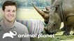 Fiesta de cumpleaños para el tierno rinoceronte Kingston | Los Irwin: Robert al rescate | Animal Planet