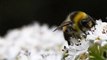 How You Can Help Save Declining Bee Populations