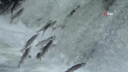 İnci kefalinin zorlu yolculuğu vatandaşlara görsel şölen sunuyor