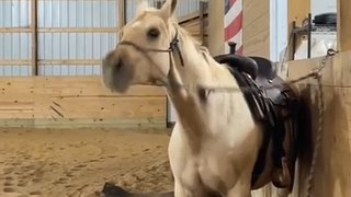 Horse Makes Hilarious Noises By Shaking Head Repeatedly