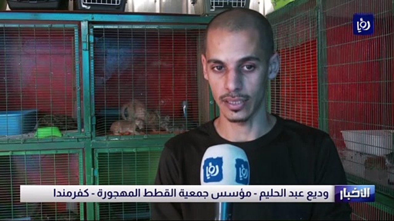 قطط الشوارع.. من التشرد إلى الاستقرار