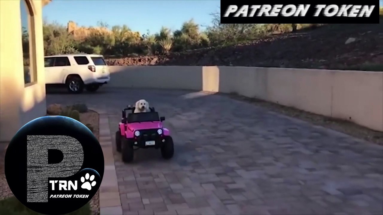 Try Not To Laugh - Funny Pet Animals' Life - The Funniest Cats and Dog : Patreon Token - Cryptocurrency