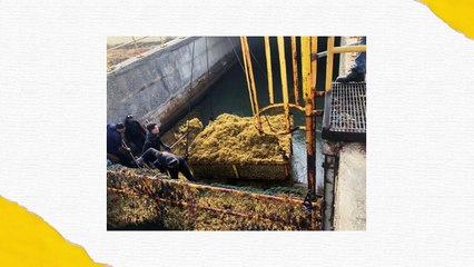 Apagones, Ciudad Juan Bosch y Abinader vs Leonel | Frases de la Semana