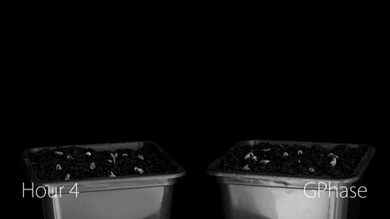 Negative_Gravitropism___Demonstration