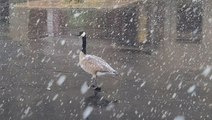 Storm dumps late-spring snow on Colorado