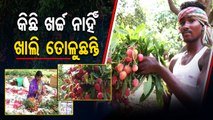 Farmer from Kuchinda earning in lakhs with organic farming techniques