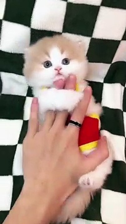 funny cats  video