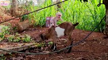 Baby monkey is worried when she doesn't see goat
