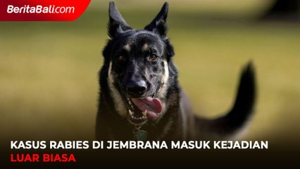 Kasus Rabies di Jembrana Masuk Kejadian Luar Biasa