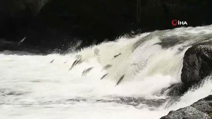 Kefallerin hayran bırakan yolculuğu